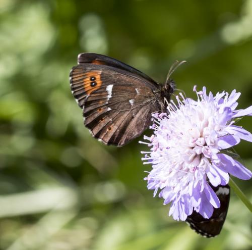 Réf. 191 046 : Erebia ligea